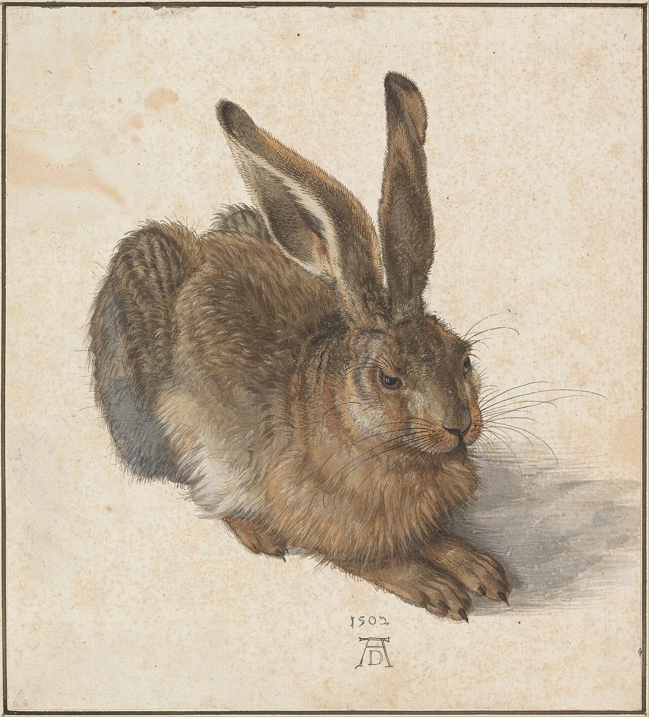 Le Lièvre - Albrecht Dürer (1502)