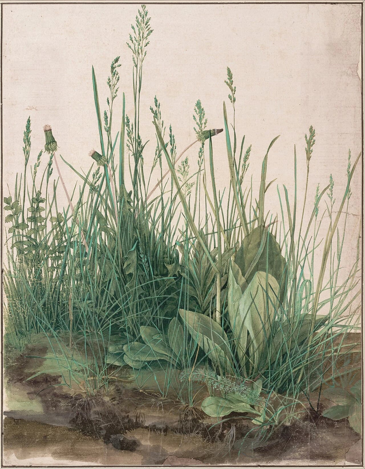 Grande Touffe d'herbes par Albrecht Dürer