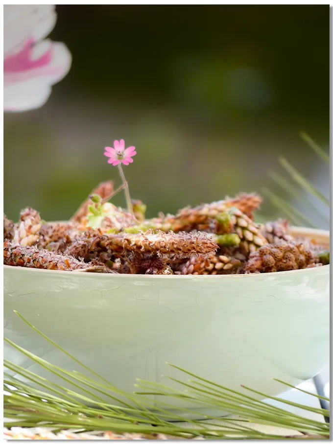 Liqueur de bourgeons de pin